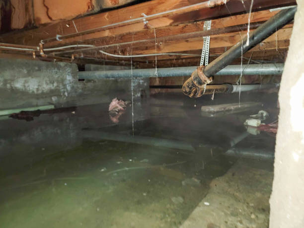 Best Mold removal after water damage  in South Waverly, PA