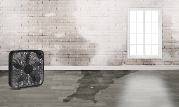Best Flood damage cleanup  in South Waverly, PA